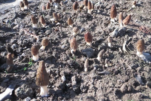 羊肚菌的介绍，菌盖的表面类似球的形状