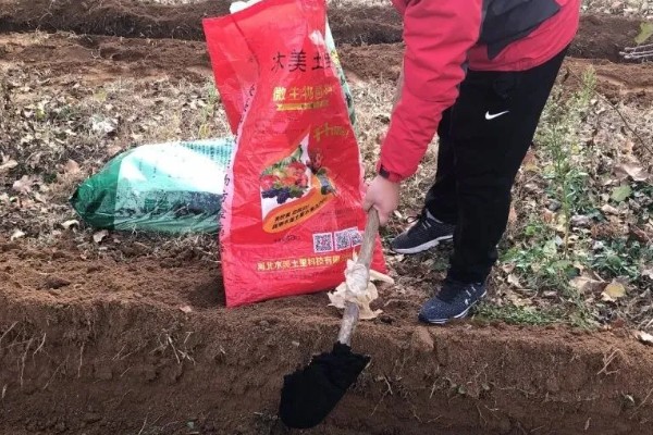 生姜的追肥技术，基肥选择农家肥