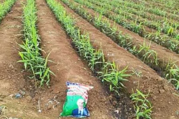 生姜的追肥技术，基肥选择农家肥