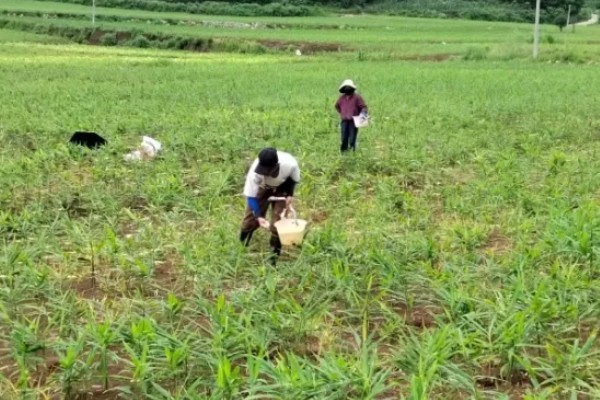 生姜的追肥技术，基肥选择农家肥