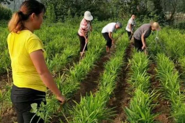 生姜的追肥技术，基肥选择农家肥
