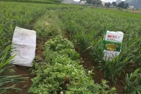 生姜的追肥技术，基肥选择农家肥