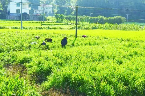 生姜的追肥技术，基肥选择农家肥