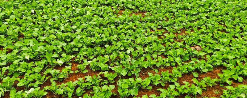 油菜和上海青有什么区别，外观、作用、种植时间都不同