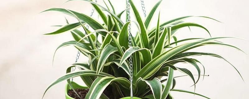 吊兰能不能养在卧室中，在卧室里养殖可以装饰环境、净化空气