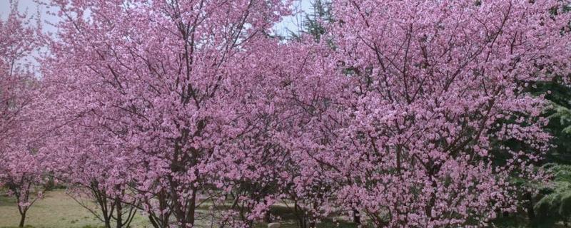美人梅与梅花有什么区别，美人梅是梅花里面的一个品种