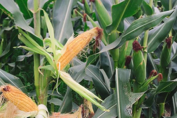 JD328玉米品种的特性，注意防治大斑病和灰斑病