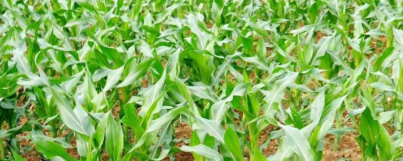 辽丰9988玉米种子简介，适宜播期4月下旬至5月上旬