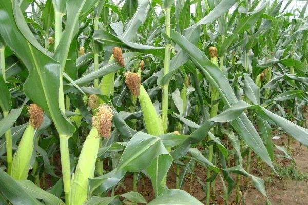 七合玉H81玉米品种简介，中抗大斑病