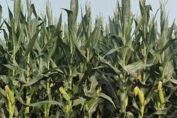 战玉102玉米种子特征特性，全生育期101.5天左右