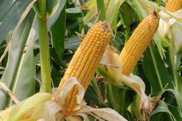 金禾302玉米品种简介，播种前整地