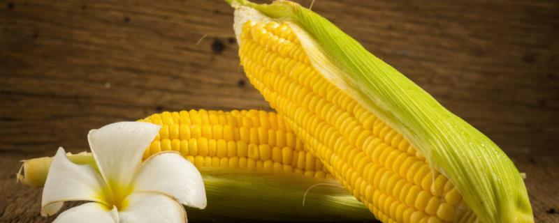冀农018玉米种子介绍，适宜播期为6月5日～20日