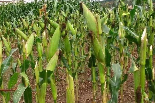年久316玉米品种的特性，中抗禾谷镰孢茎腐病