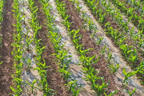 战玉102玉米种子特征特性，全生育期101.5天左右