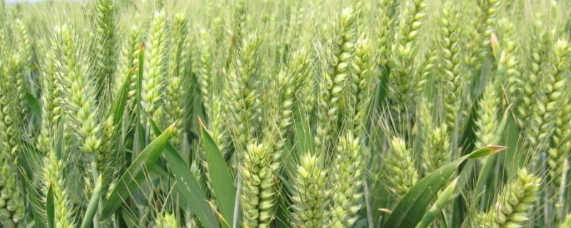 西农834小麦种子特点，适宜播期10月上中旬