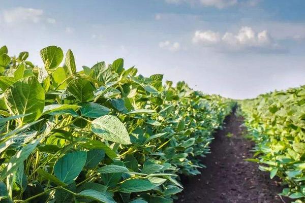 鄂豆308大豆种子简介，属中晚熟夏大豆品种