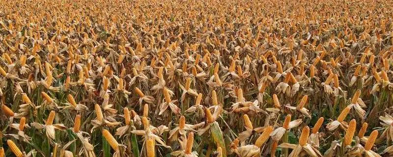 金禾302玉米品种简介，播种前整地