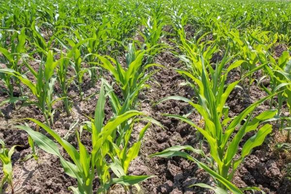 宏泰518玉米种子简介，中抗禾谷镰孢茎腐病