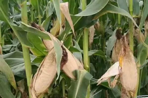 宏泰518玉米种子简介，中抗禾谷镰孢茎腐病