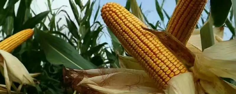 绿玉219玉米种子特征特性，大喇叭口期注意防治玉米螟
