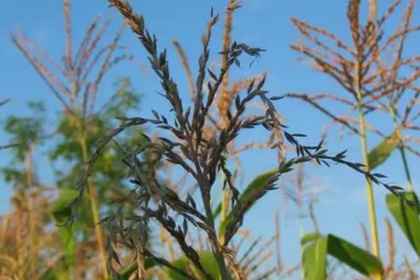JD328玉米品种的特性，注意防治大斑病和灰斑病