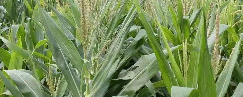 冀鑫玉938玉米种子特点，生育期106天左右