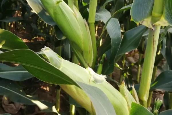 金禾302玉米品种简介，播种前整地