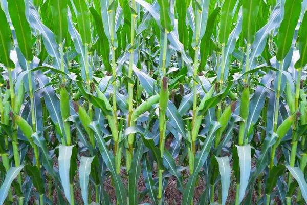 大汇87玉米种子介绍,生育期105天左右