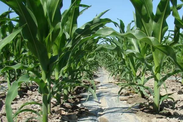 FT8339玉米种子特点，注意防治丝黑穗病和茎腐病