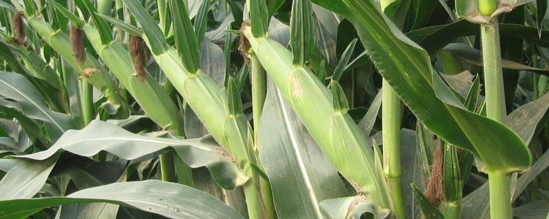 JD328玉米品种的特性，注意防治大斑病和灰斑病