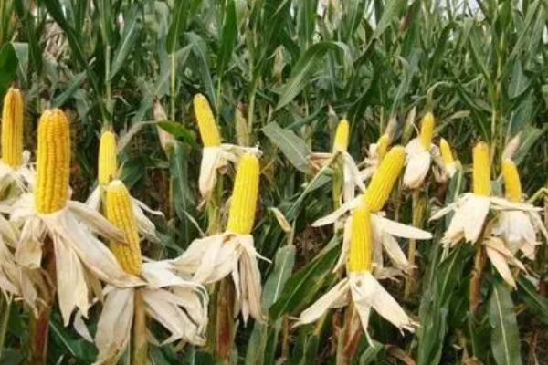 金呈101玉米种子简介，比对照品种郑单958早熟1天