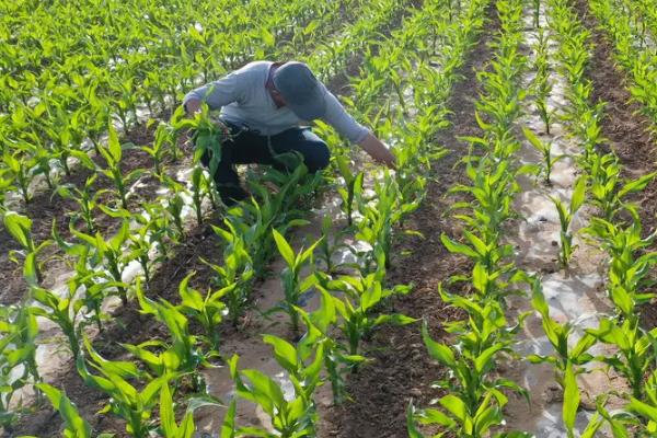 A1518玉米种子介绍，注意防治灰斑病和丝黑穗病