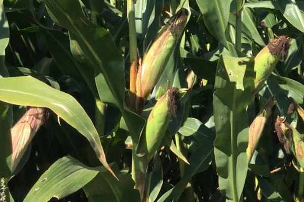 金呈101玉米种子简介，比对照品种郑单958早熟1天