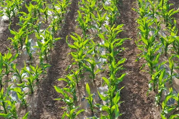 强玉3号玉米种子介绍，生育期121.5天