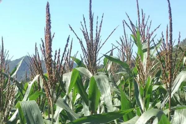 睿德205玉米种子特点，适宜播期5月下旬至6月中旬