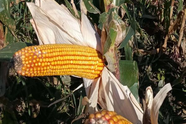 三盛189（区试名称：点玉117）玉米种子介绍，以3月下旬至4月上旬播种为宜