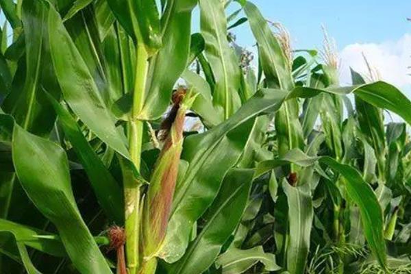 FT9111玉米种子特征特性，中抗禾谷镰孢穗腐病