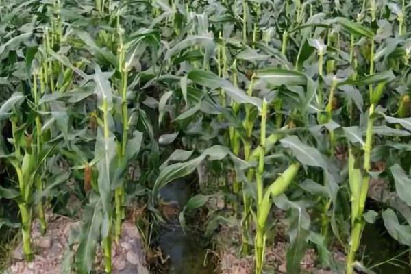 A1518玉米种子介绍，注意防治灰斑病和丝黑穗病