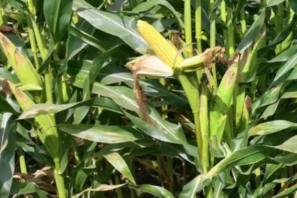 陕单950玉米种子介绍，注意防治病虫害