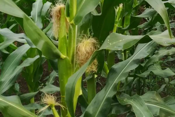 粒隆829玉米种子简介，中抗镰孢穗腐病