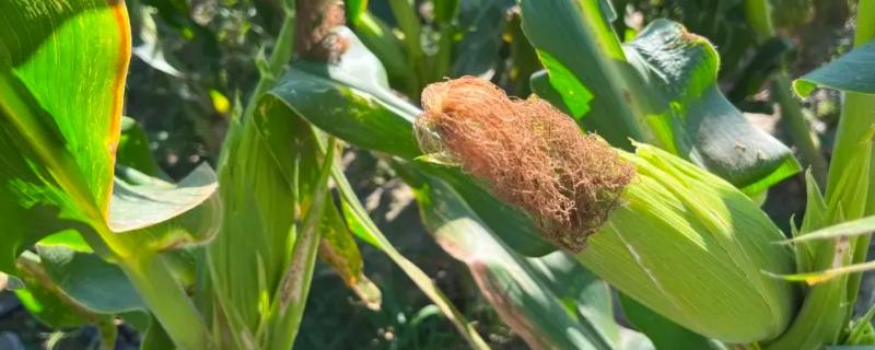 三盛189（区试名称：点玉117）玉米种子介绍，以3月下旬至4月上旬播种为宜