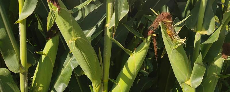 科茂818玉米品种的特性，适宜播期为6月1日～15日
