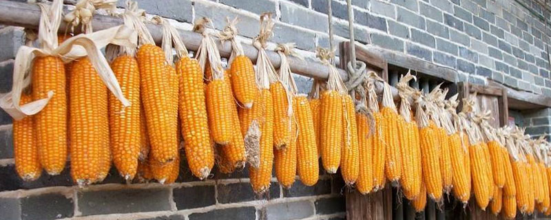 强玉3号玉米种子介绍，生育期121.5天