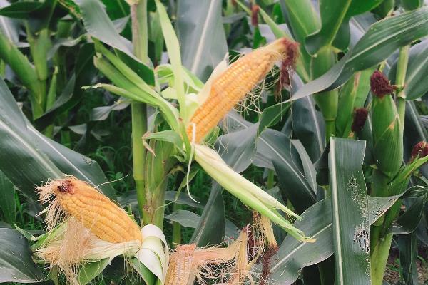 A1518玉米种子介绍，注意防治灰斑病和丝黑穗病