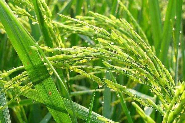 洞庭香针水稻品种简介，全生育期118.0天