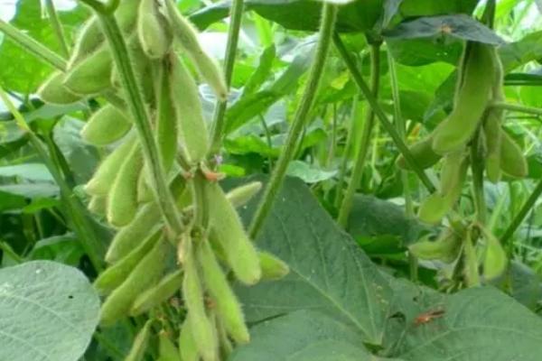 皖宿1208大豆种子介绍，属早熟夏大豆品种