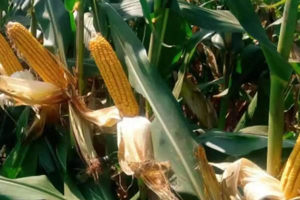 珍甜糯108玉米种子简介，苗期及时防治地老虎