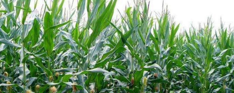DC1573玉米种子介绍，中抗禾谷镰孢穗腐病
