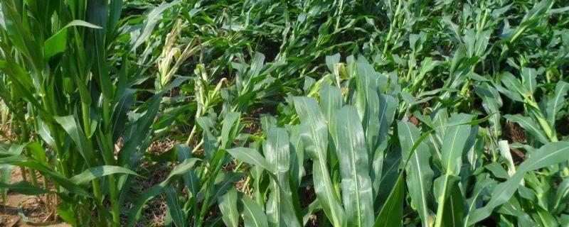 陕单950玉米种子介绍，注意防治病虫害