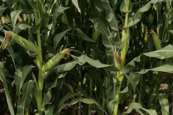 更玉7231玉米品种简介，生育期140.5天